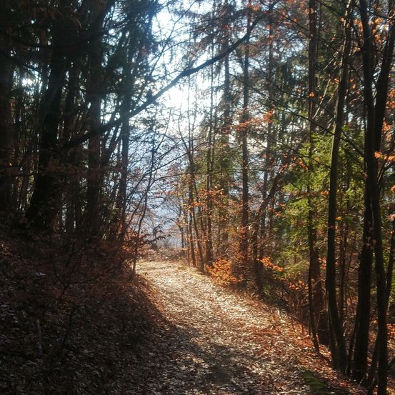 Ein schmaler Waldweg, gesäumt von hohen Bäumen, einigen mit Herbstlaub, führt in eine helle, sonnige Lichtung.