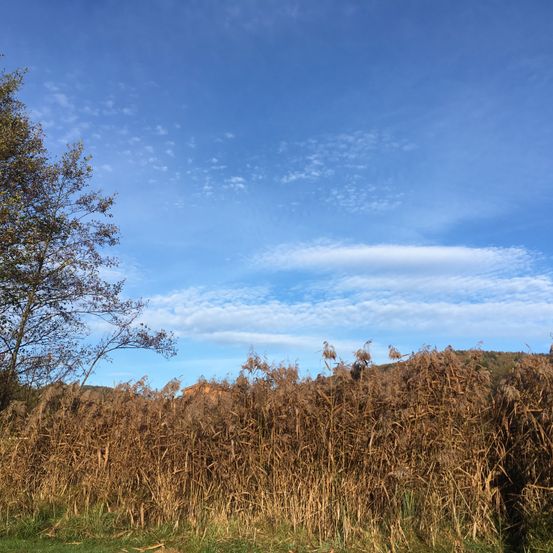 Ein Feld mit hohem, trockenem Gras unter einem blauen Himmel mit verstreuten Wolken. Ein Baum mit wenigen Blättern steht links.