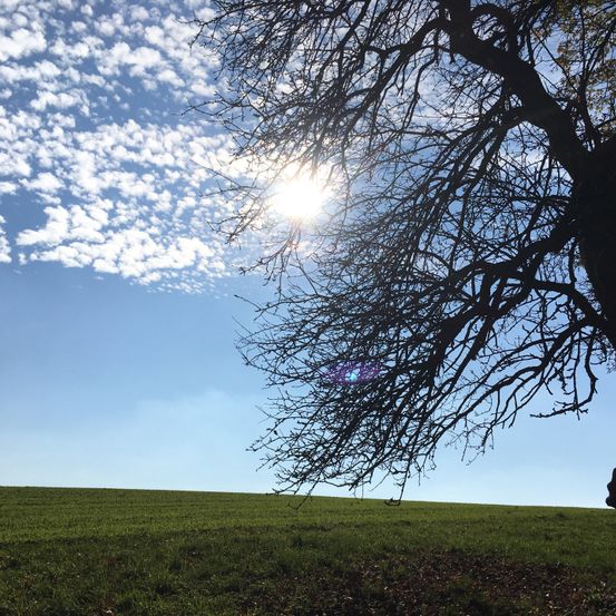 Ein sonniger Tag mit verstreuten Wolken. Ein blattloser Baum ragt über eine grasbewachsene Wiese. Die Sonne scheint hell am blauen Himmel.