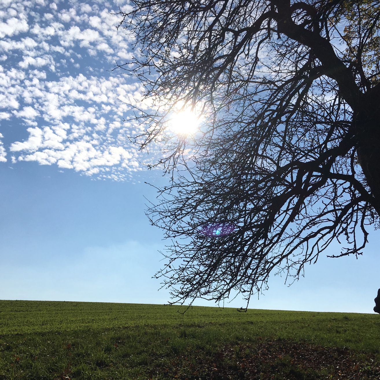 Ein sonniger Tag mit verstreuten Wolken. Ein blattloser Baum ragt über eine grasbewachsene Wiese. Die Sonne scheint hell am blauen Himmel.