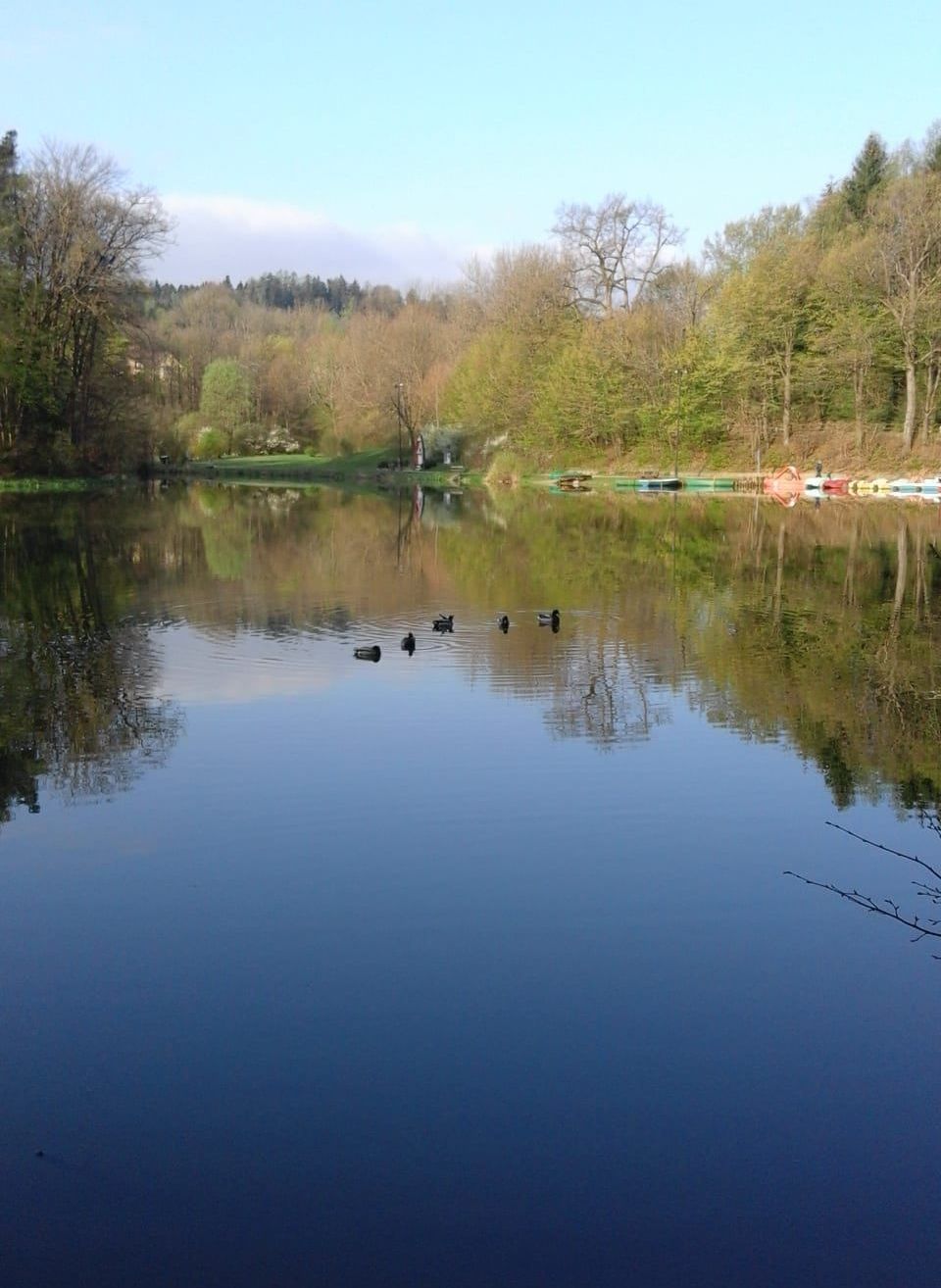 Ein ruhiger See spiegelt die Bäume und den Himmel. Vier Enten schwimmen auf dem Wasser. Bäume säumen das Ufer.