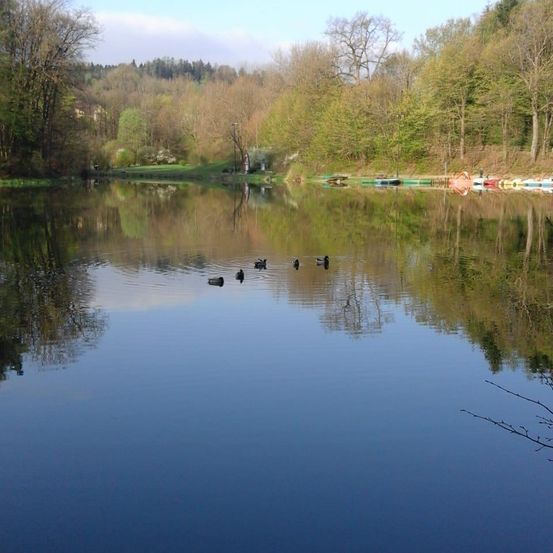 Ein ruhiger See spiegelt die Bäume und den Himmel. Vier Enten schwimmen auf dem Wasser. Bäume säumen das Ufer.