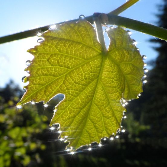 Ein Nahaufnahme eines grünen Blattes mit Tautropfen darauf, beleuchtet durch Sonnenlicht.