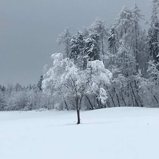 Eine verschneite Landschaft mit einem kleinen, schneebedeckten Baum im Vordergrund und einer Reihe schneebedeckter Bäume im Hintergrund.