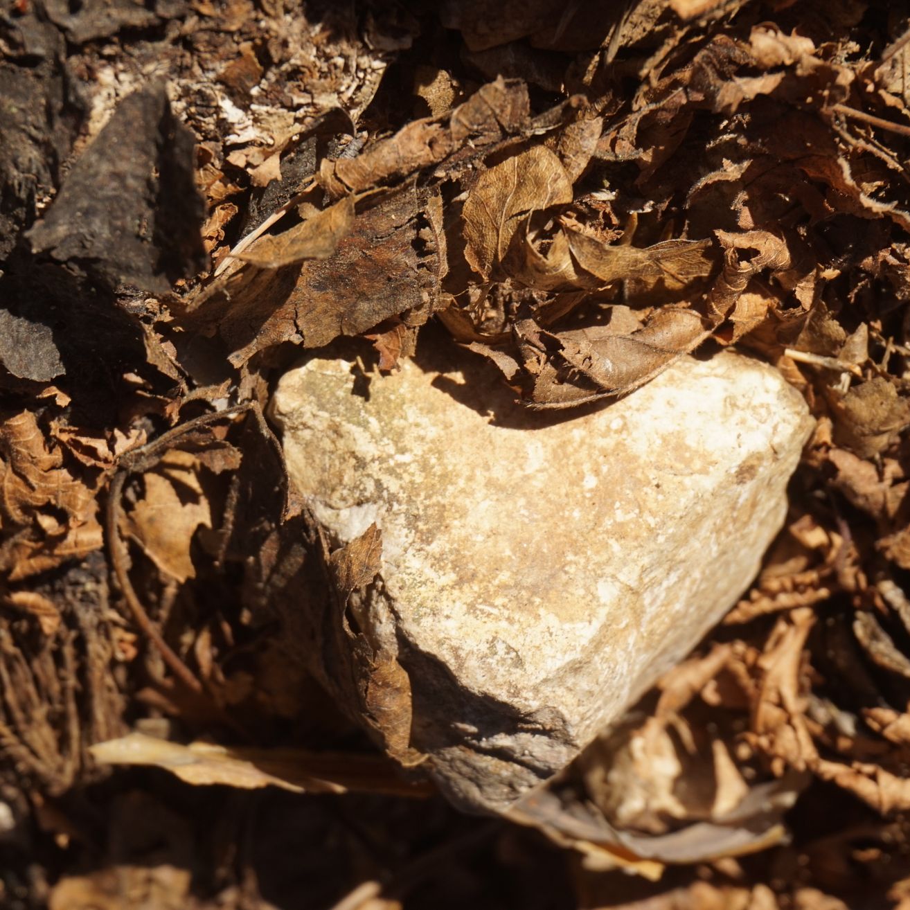 Ein herzförmiger Stein ruht zwischen einer Schicht getrockneter Blätter und kleiner Zweige auf dem Waldboden.