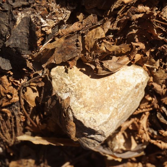 Ein herzförmiger Stein ruht zwischen einer Schicht getrockneter Blätter und kleiner Zweige auf dem Waldboden.