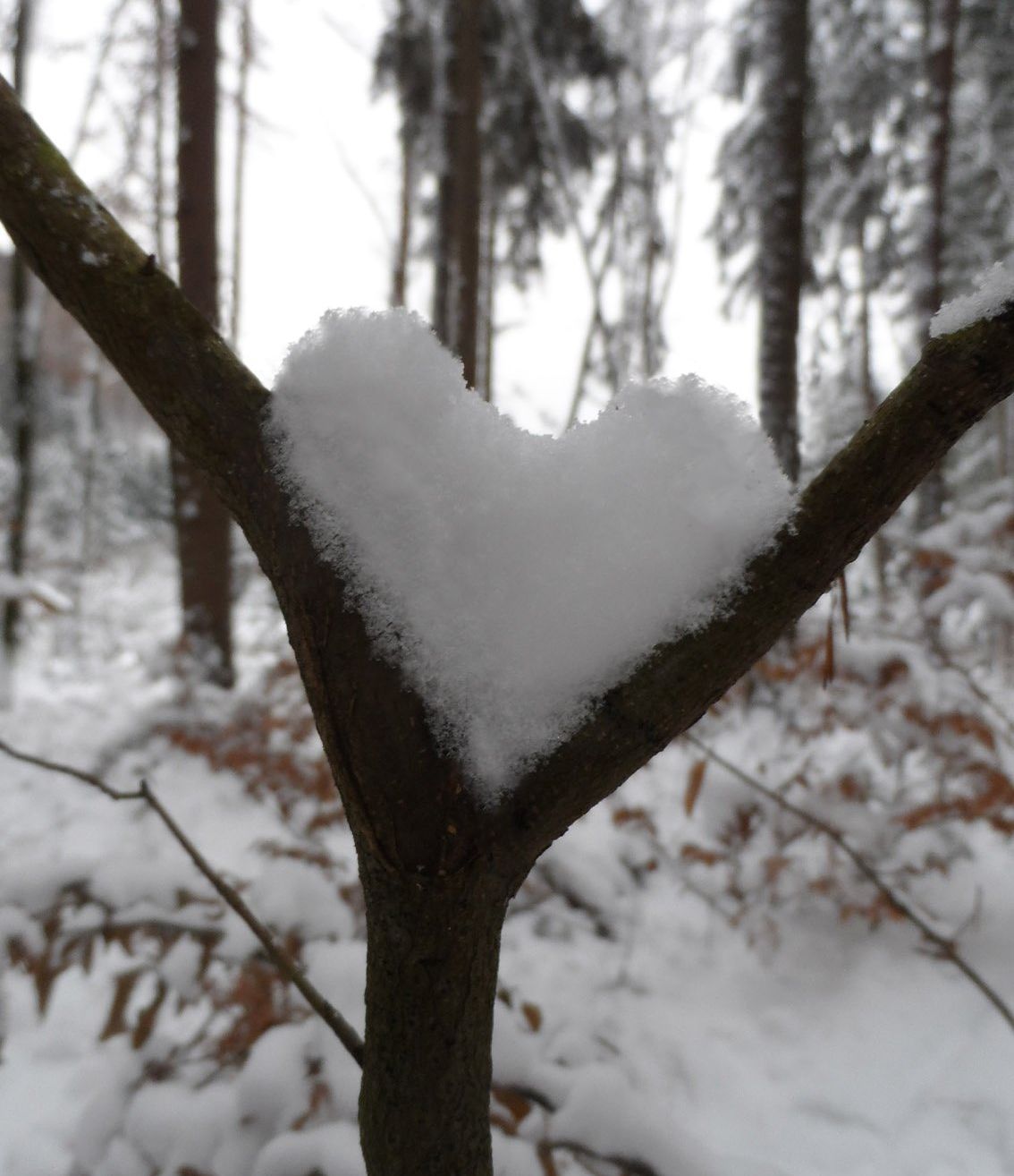 Schnee auf einem Ast bildet eine Herzform, vor dem Hintergrund eines verschneiten Waldes.