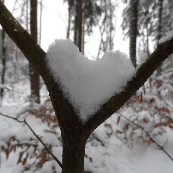Schnee auf einem Ast bildet eine Herzform, vor dem Hintergrund eines verschneiten Waldes.