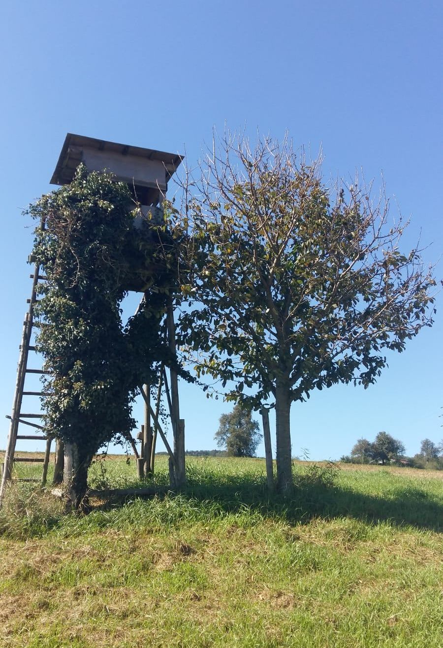 Ein kleiner hölzerner Jagdturm ist teilweise von Efeu bedeckt und steht neben einem Baum mit spärlicher Foliage. Die Umgebung ist ein grasbewachsenes Feld unter einem klaren blauen Himmel.