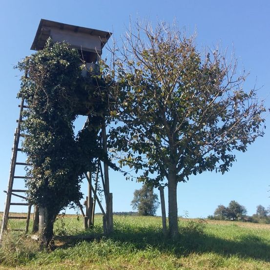 Ein kleiner hölzerner Jagdturm ist teilweise von Efeu bedeckt und steht neben einem Baum mit spärlicher Foliage. Die Umgebung ist ein grasbewachsenes Feld unter einem klaren blauen Himmel.