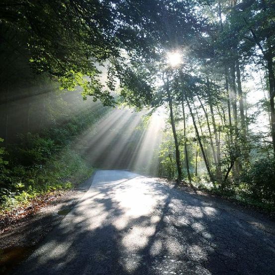 Ein sonniger Weg schlängelt sich durch einen dichten Wald, wobei das Sonnenlicht durch die Bäume dringt. Schatten strecken sich lang über den Weg.