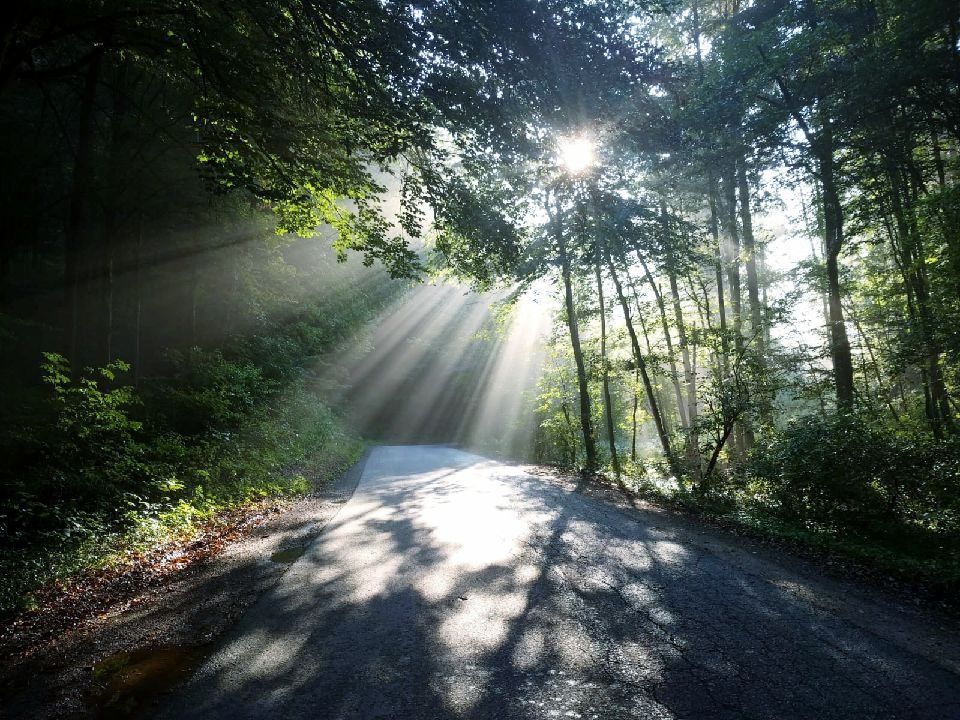 Ein sonniger Weg schlängelt sich durch einen dichten Wald, wobei das Sonnenlicht durch die Bäume dringt. Schatten strecken sich lang über den Weg.