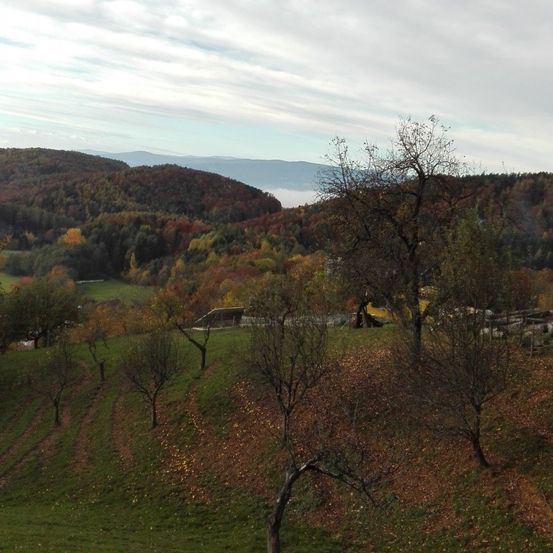 Ein Luftbild eines Hügels mit Bäumen und einem Tal darunter. Der Boden ist grasig, und es gibt mehrere Bäume mit gelben Blättern. In der Ferne gibt es Berge und ein Gewässer.