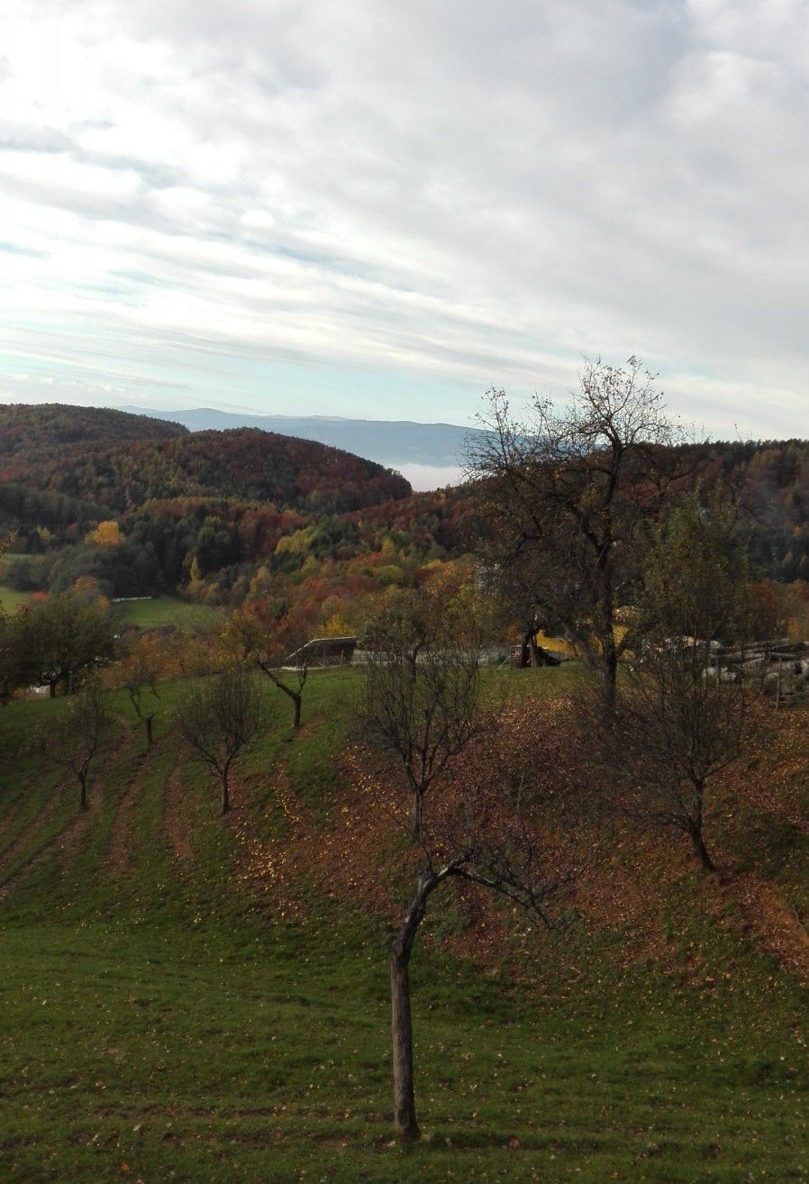 Ein Luftbild eines Hügels mit Bäumen und einem Tal darunter. Der Boden ist grasig, und es gibt mehrere Bäume mit gelben Blättern. In der Ferne gibt es Berge und ein Gewässer.