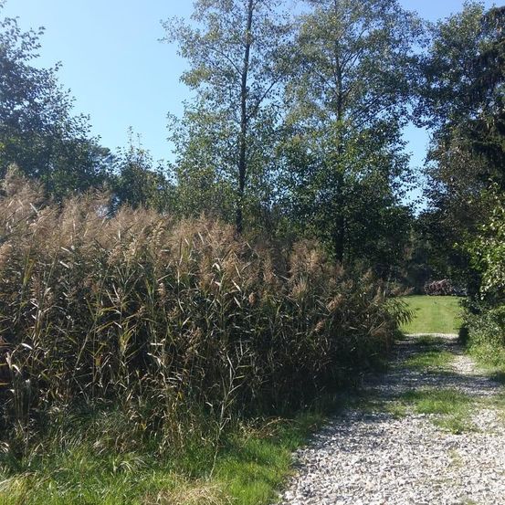 Ein Kiesweg schlängelt sich durch hohes Gras und führt zu einem Grasfeld unter blauem Himmel. Bäume sind im Hintergrund sichtbar.