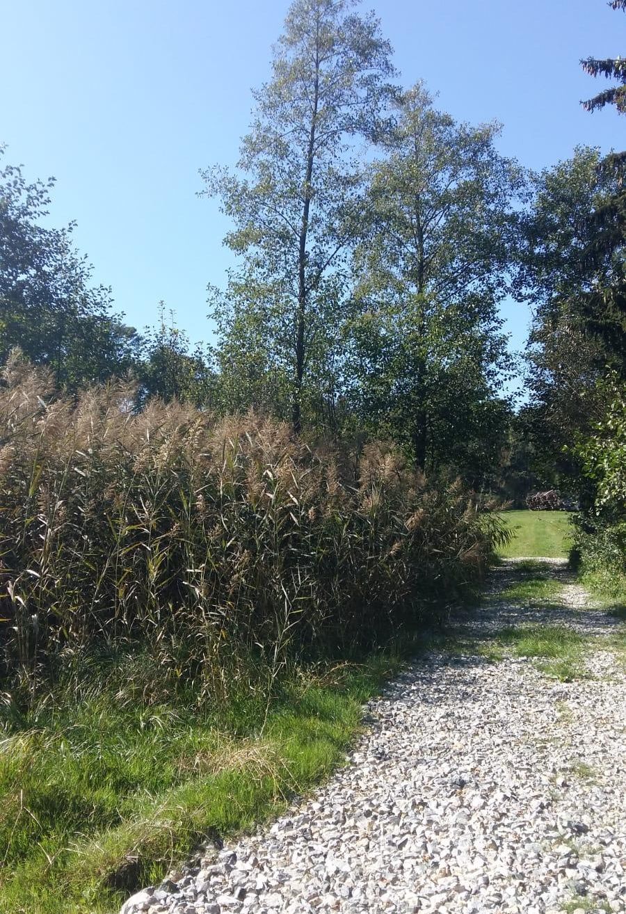 Ein Kiesweg schlängelt sich durch hohes Gras und führt zu einem Grasfeld unter blauem Himmel. Bäume sind im Hintergrund sichtbar.