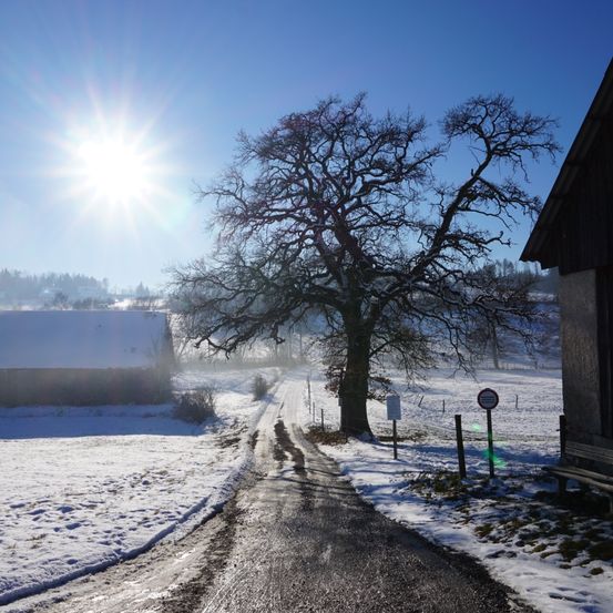 Eine verschneite Landschaft mit einem großen Baum und einem Gebäude an der Seite, mit einem klaren blauen Himmel darüber.