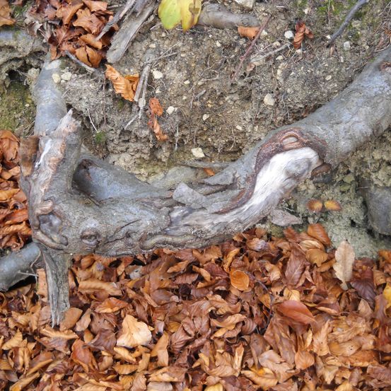 Ein gefallener Baumast bedeckt mit Herbstblättern liegt auf dem Boden. Der Ast hat eine raue, strukturierte Oberfläche mit einigen Löchern und Rissen.