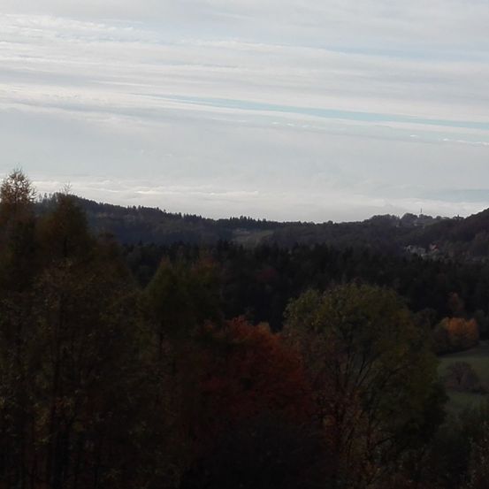 Ein Blick von oben zeigt einen Wald mit verschiedenfarbigen Blättern unter einem bewölkten Himmel.