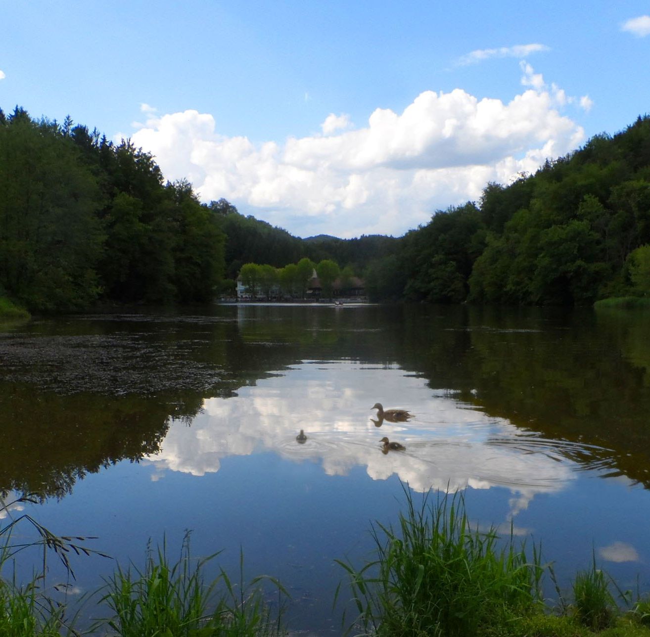 Ein ruhiger See mit schwimmenden Enten unter einem blauen Himmel mit Wolken, umgeben von üppigem grünem Laub.
