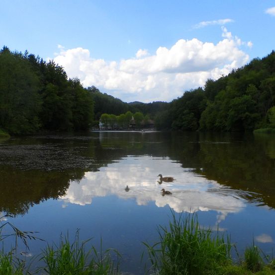 Ein ruhiger See mit schwimmenden Enten unter einem blauen Himmel mit Wolken, umgeben von üppigem grünem Laub.