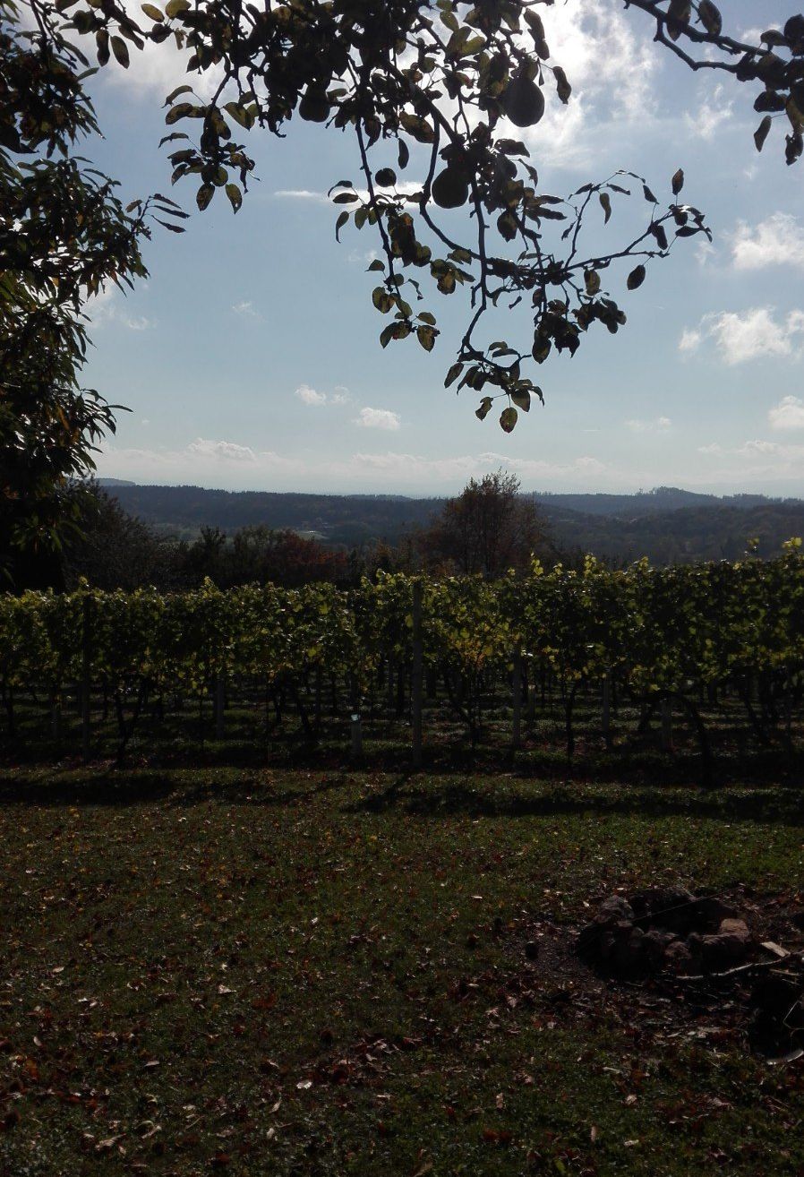 Ein Weinberg an einem sonnigen Tag, umgeben von Bäumen. Der Himmel ist blau mit einigen Wolken.