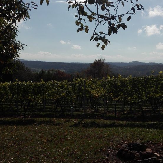 Ein Weinberg an einem sonnigen Tag, umgeben von Bäumen. Der Himmel ist blau mit einigen Wolken.