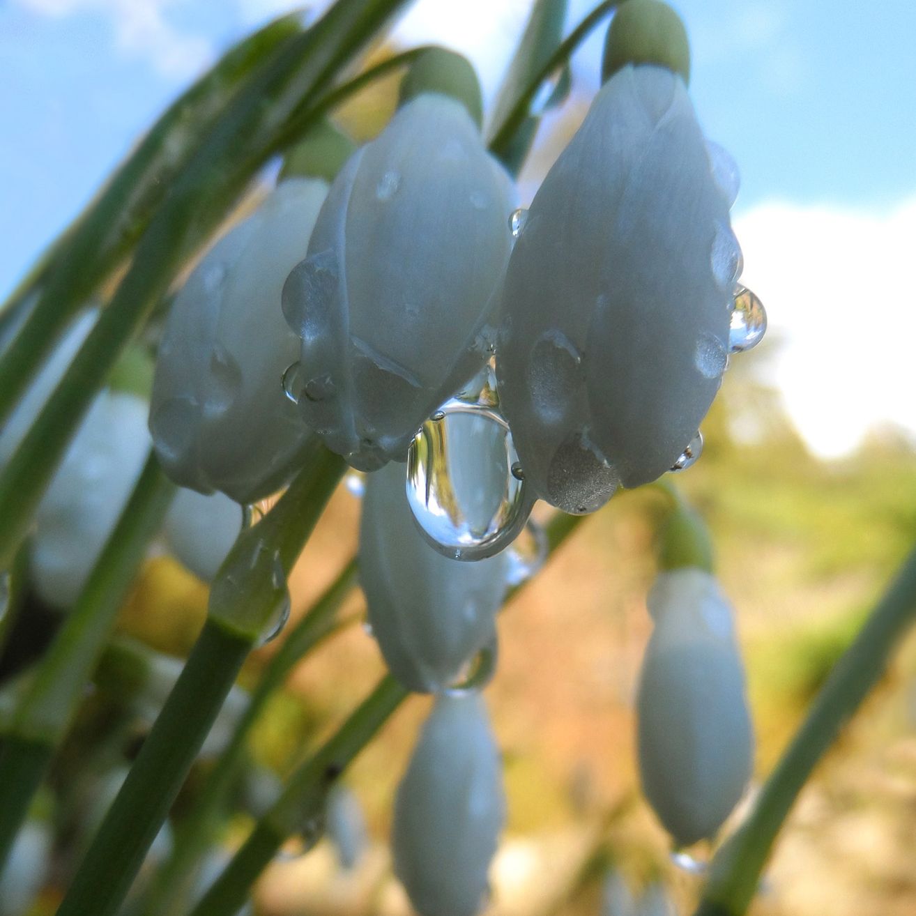 Ein Nahaufnahme von Schneeglöckchenblüten mit Wassertropfen. Die Blüten sind weiß und haben ein zartes Aussehen.