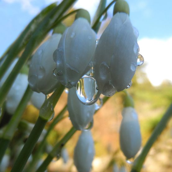 Ein Nahaufnahme von Schneeglöckchenblüten mit Wassertropfen. Die Blüten sind weiß und haben ein zartes Aussehen.
