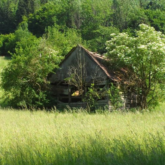Eine alte, baufällige Holzscheune steht inmitten eines Grasfeldes, umgeben von überwucherten Bäumen und Büschen.