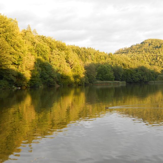 Ein ruhiger See spiegelt goldenes Baumlaub und einen fernen Hügel bei teilweise bewölktem Himmel. Eine Ente schwimmt im Wasser.