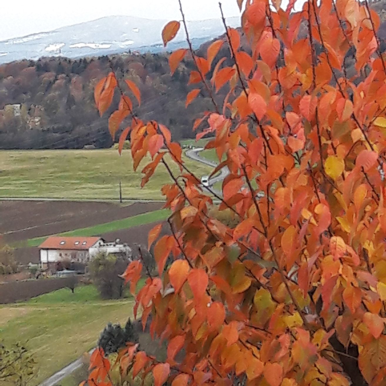 Eine ländliche Landschaft mit einem Haus, orangefarbenen Blättern und einer kurvenreichen Straße inmitten eines grünen Feldes und Hügeln.