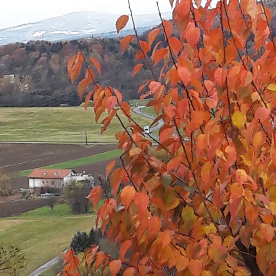 Eine ländliche Landschaft mit einem Haus, orangefarbenen Blättern und einer kurvenreichen Straße inmitten eines grünen Feldes und Hügeln.