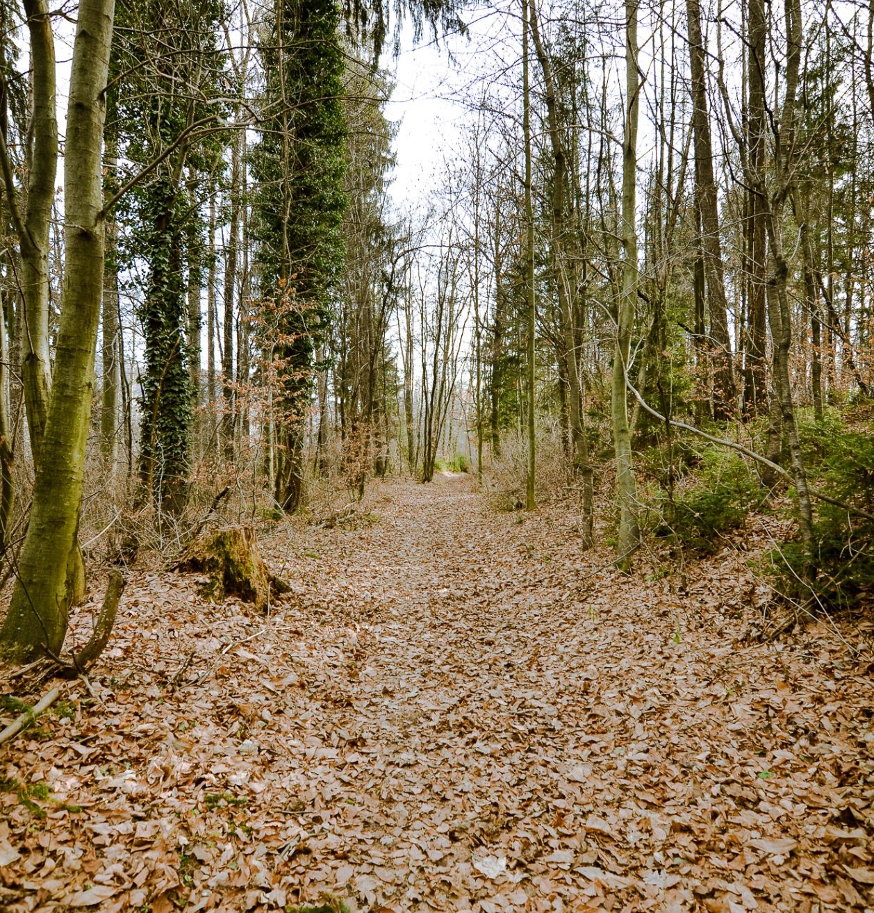 Ein mit trockenen Blättern bedeckter Waldweg. Bäume säumen beide Seiten, mit Sonnenlicht, das durchscheint.