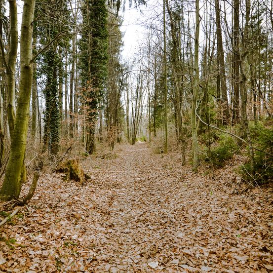 Ein mit trockenen Blättern bedeckter Waldweg. Bäume säumen beide Seiten, mit Sonnenlicht, das durchscheint.
