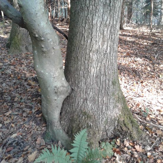 Ein großer Baumstamm mit einem weiteren Baum, der an seiner Seite wächst, befindet sich in einem Wald mit vertrockneten Blättern.