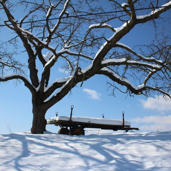 Ein schneebedeckter Baum steht neben einem Pritschenwagen, der im Schnee unter einem klaren blauen Himmel geparkt ist.