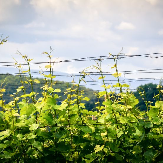 Ein Weinberg mit leuchtend grünen Blättern und Stielen, gestützt von Drähten vor einem Hintergrund von wolkiger Himmel und entfernten Hügeln.
