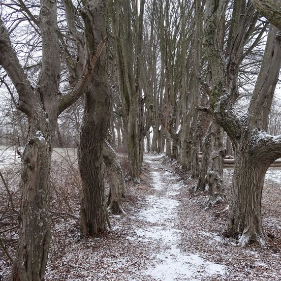 Ein schneebedeckter Pfad schlängelt sich durch eine Reihe hoher Bäume, deren kahle und verdrehte Äste in einer Winterlandschaft stehen.