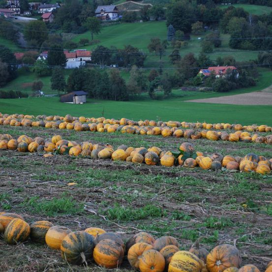 Ein Feld mit geernteten Kürbissen ist in Reihen organisiert mit grünen Hügeln und Häusern im Hintergrund.