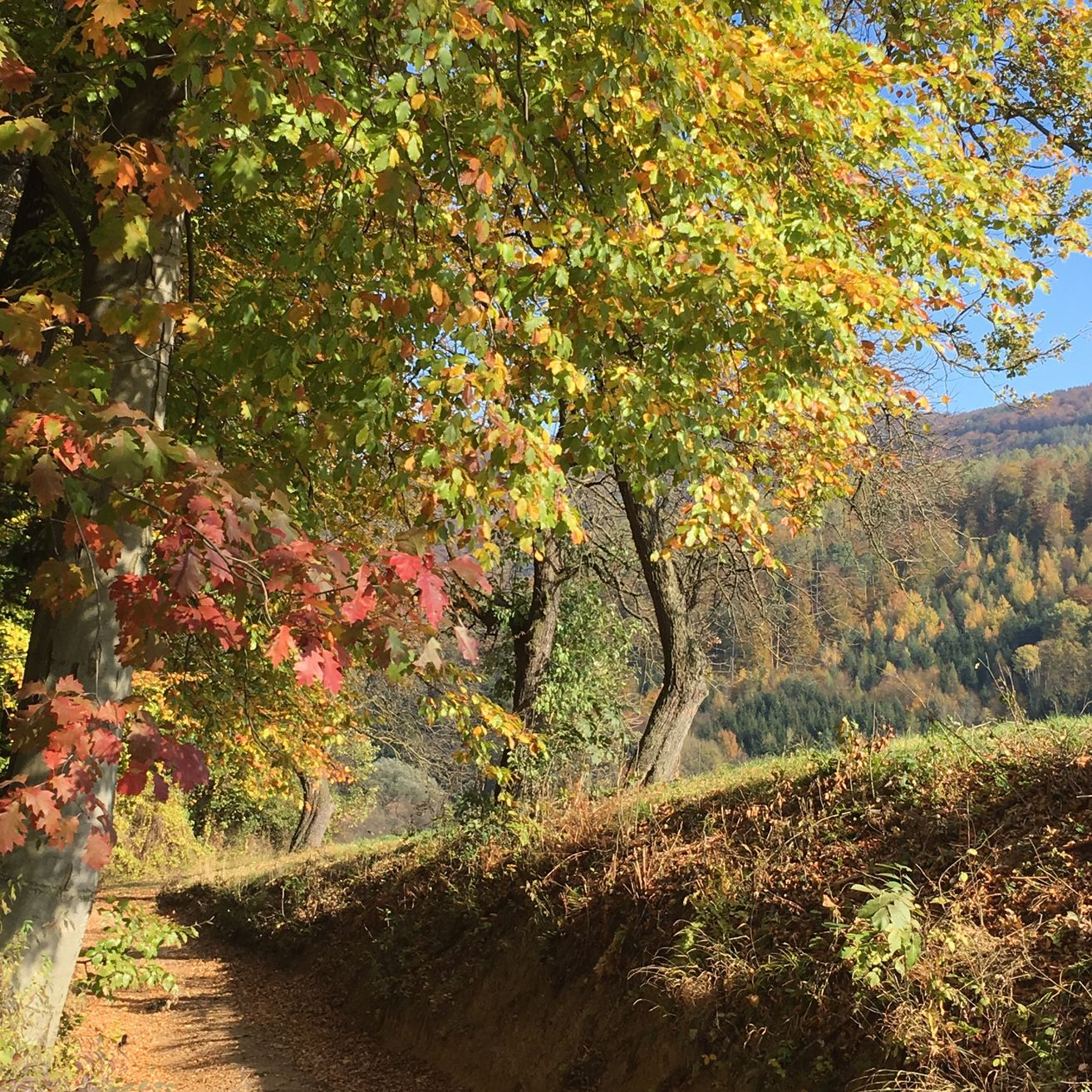 Ein Pfad durch einen Wald mit Bäumen in verschiedenen Farben, einschließlich roter, grüner und gelber Blätter. Der Himmel ist klar und Berge sind im Hintergrund.