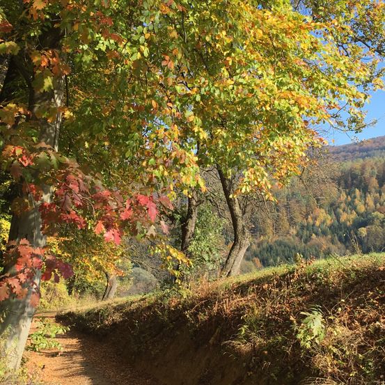 Ein Pfad durch einen Wald mit Bäumen in verschiedenen Farben, einschließlich roter, grüner und gelber Blätter. Der Himmel ist klar und Berge sind im Hintergrund.