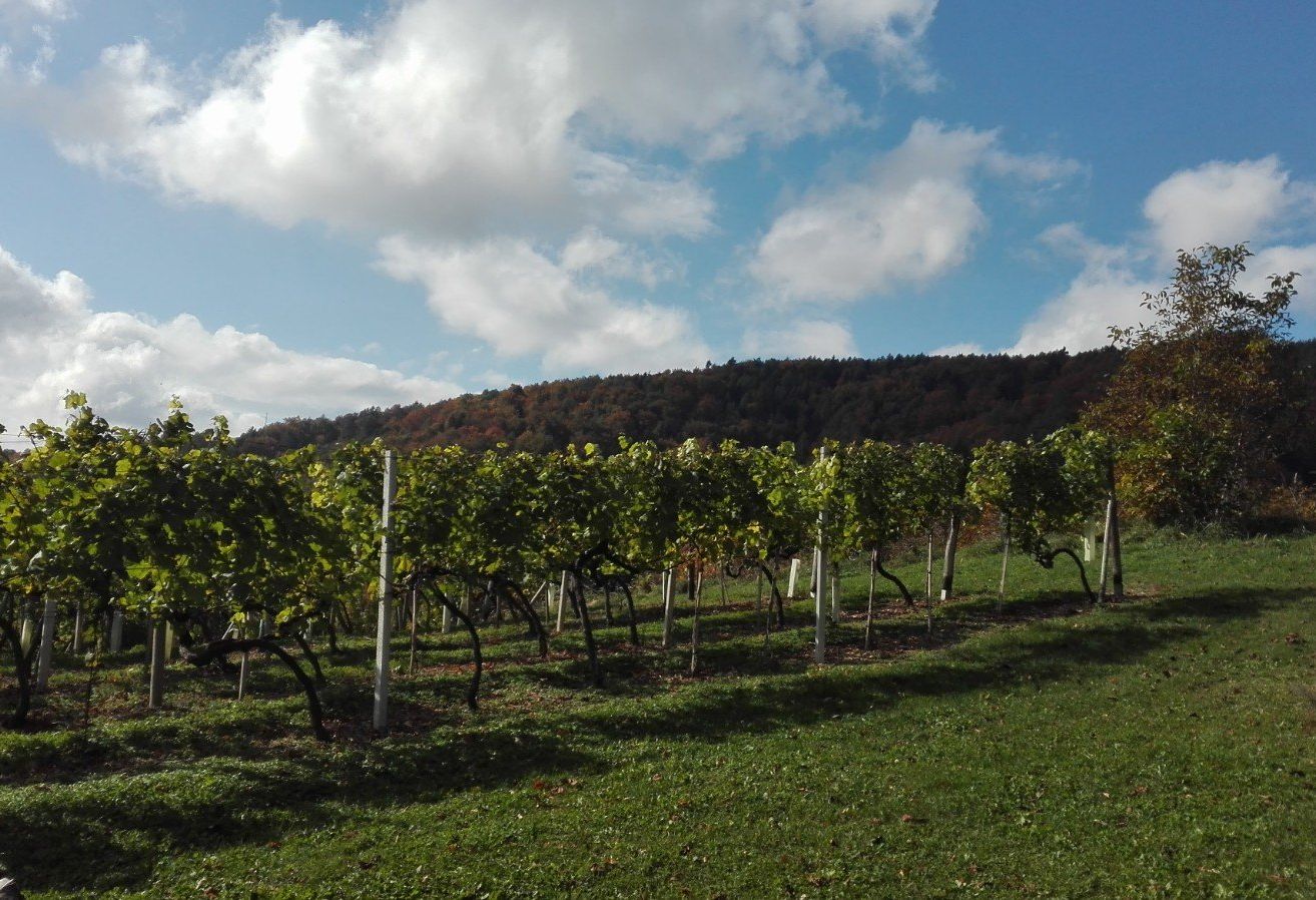 Ein Weinberg mit grünen Weinstöcken unter einem blauen Himmel mit verstreuten Wolken. Der Boden ist mit grünem Gras bedeckt.