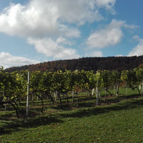 Ein Weinberg mit grünen Weinstöcken unter einem blauen Himmel mit verstreuten Wolken. Der Boden ist mit grünem Gras bedeckt.