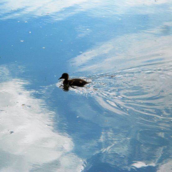 Eine kleine Ente schwimmt im blauen Wasser mit Wellen darum herum. Der Himmel darüber ist klar mit einigen Wolken.