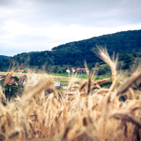 Ein Weizenfeld im Vordergrund mit Häusern und einem Berg im Hintergrund.