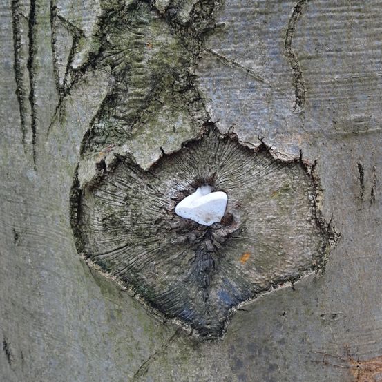 Ein Baumstamm zeigt ein herzförmiges Loch mit einer weißen Substanz in der Mitte, umgeben von strukturierter Rinde.