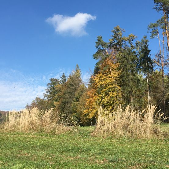 Ein Feld mit hohem Gras unter einem blauen Himmel mit verstreuten Wolken und ein paar Bäumen im Hintergrund.