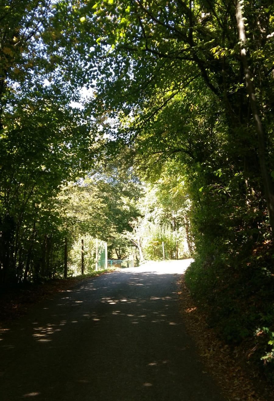 Ein sonniger Tag auf einer ruhigen Landstraße, umgeben von üppiger Grünfläche. Die Straße ist leer mit Schatten, die von Bäumen auf beiden Seiten geworfen werden.
