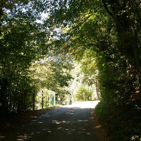 Ein sonniger Tag auf einer ruhigen Landstraße, umgeben von üppiger Grünfläche. Die Straße ist leer mit Schatten, die von Bäumen auf beiden Seiten geworfen werden.